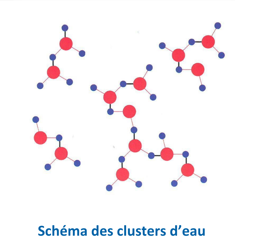 Schéma des clusters d'eau et des aquaporines